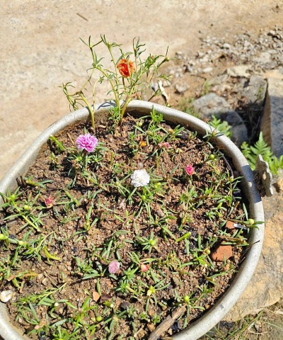 家庭养花用生根粉