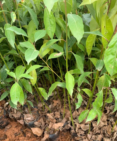 香樟密植育苗法