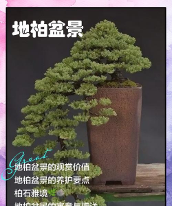 怎么盆栽地柏