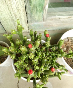 家庭养花用生根粉