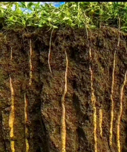 山药种植一般多久成熟