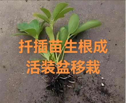 家庭养花用生根粉