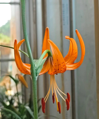 卷丹百合能活多久