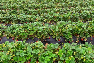 草莓秋天多久浇一次