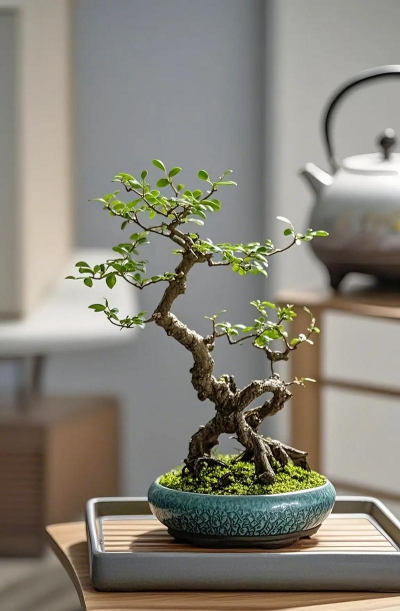 白蜡盆景什么寓意