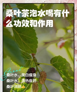 桑树能耐水淹多久会死