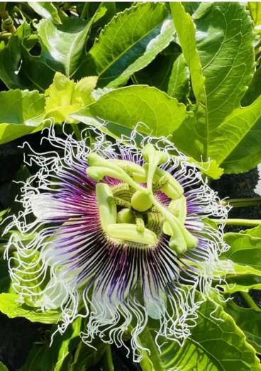 黄金果多久开花结果