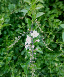 马醉木生长周期是多久