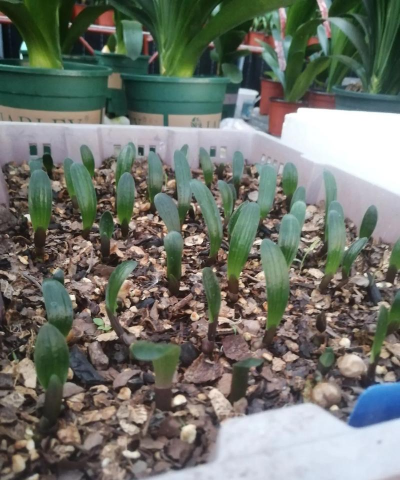 家庭养花用生根粉