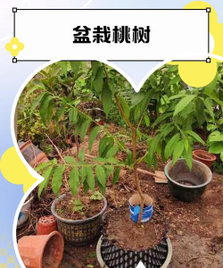 桃树盆栽怎么浇水