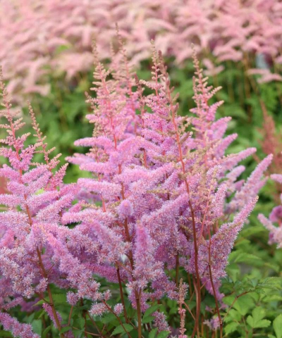 落新妇花和什么花像