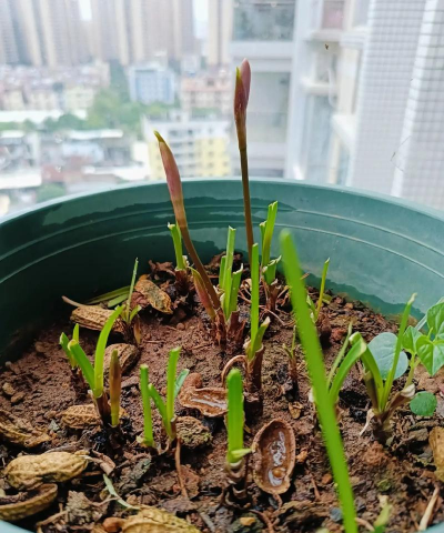 家庭养花用生根粉