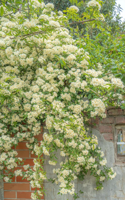 木香花树是什么样子