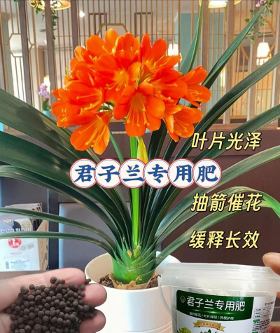 君子兰早春施什么肥