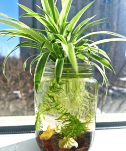 家庭养花用生根粉