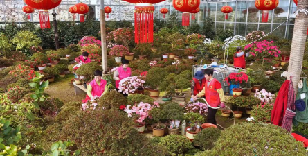 家庭养花用生根粉