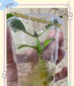 家庭养花用生根粉