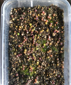 家庭养花用生根粉