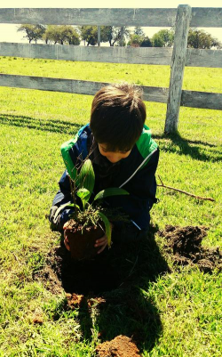 家庭养花用生根粉