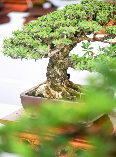 澳洲衫多久浇水一次