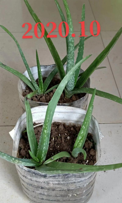 小芦荟多久长成大芦荟