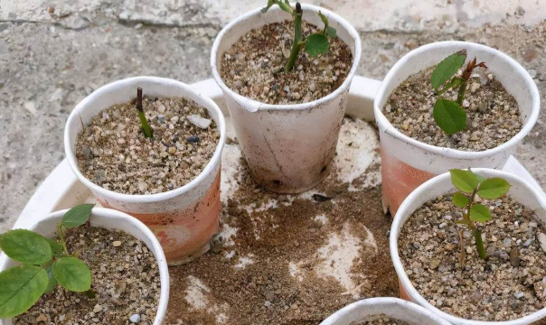 家庭养花用生根粉