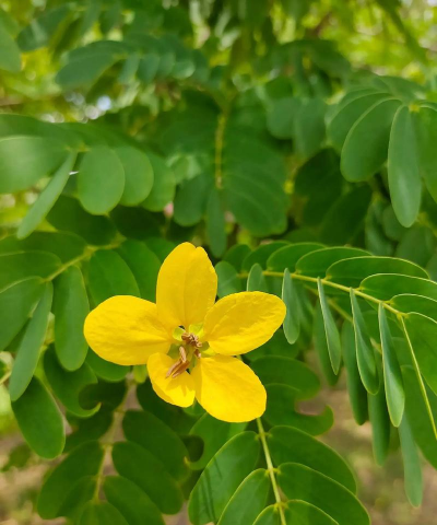黄槐决明幼苗多久开花