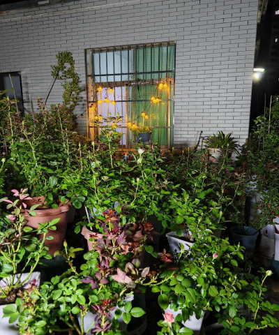 顶楼养花老被偷