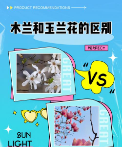 玉兰和木兰有什么区别