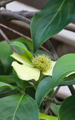 头状四照花是什么科