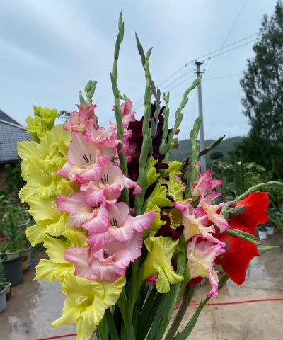 唐菖蒲鲜切花能活多久