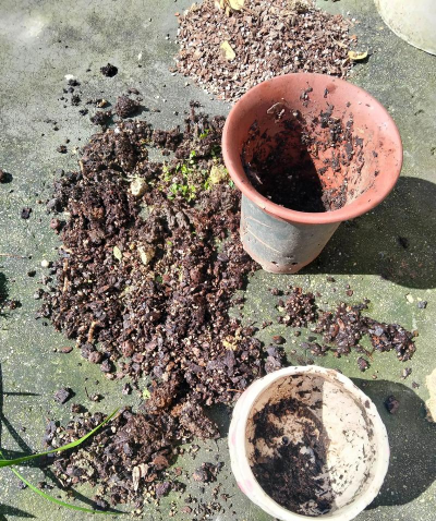 家庭养花用生根粉