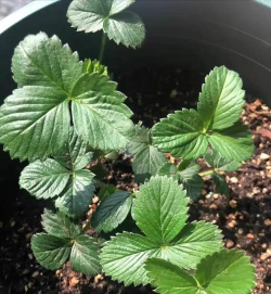 草莓缓苗后多久换盆