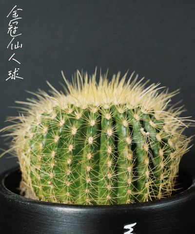 金冠仙人掌多久才开花