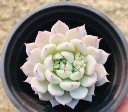 红爪多肉能活多久