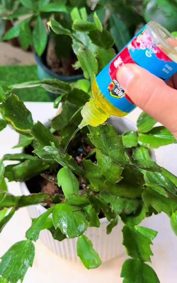 家庭养花用生根粉