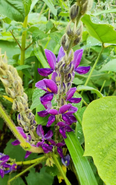 葛花种植多久才能开花