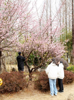 日照植物园有什么花
