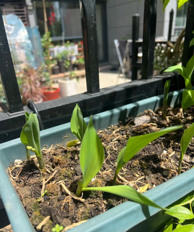 家庭养花用生根粉