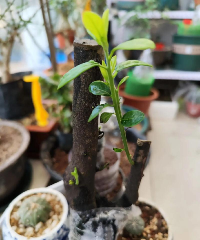 家庭养花用生根粉