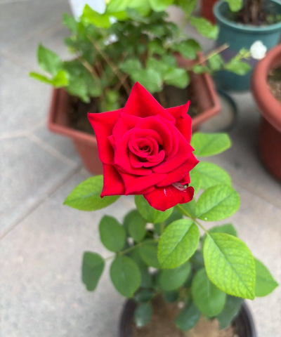 家庭养花用生根粉