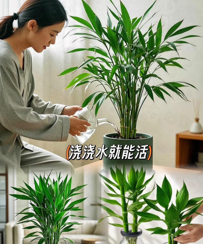 家庭养花用生根粉