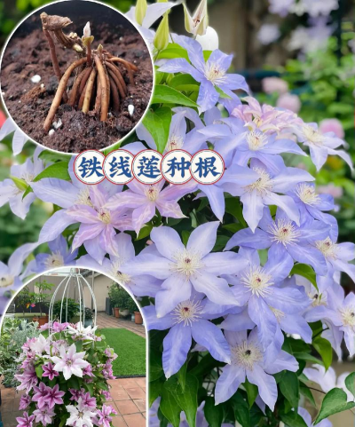 家庭养花用生根粉