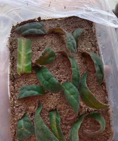 家庭养花用生根粉