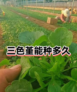 三色堇能种多久 三色堇能种多久