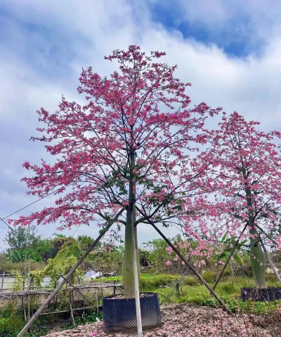 大腹木棉花的花期多久