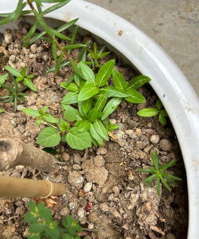 家庭养花用生根粉