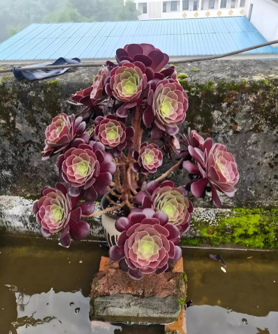 家庭养花用生根粉