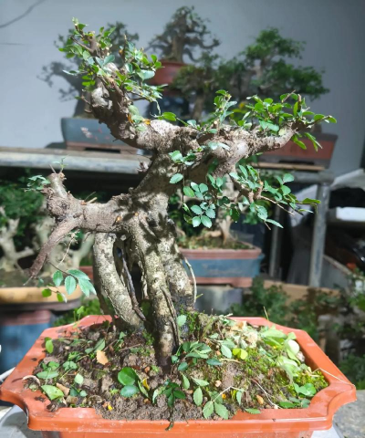 家庭养花用生根粉