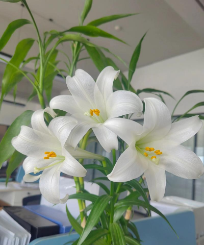 百合花家里能开多久